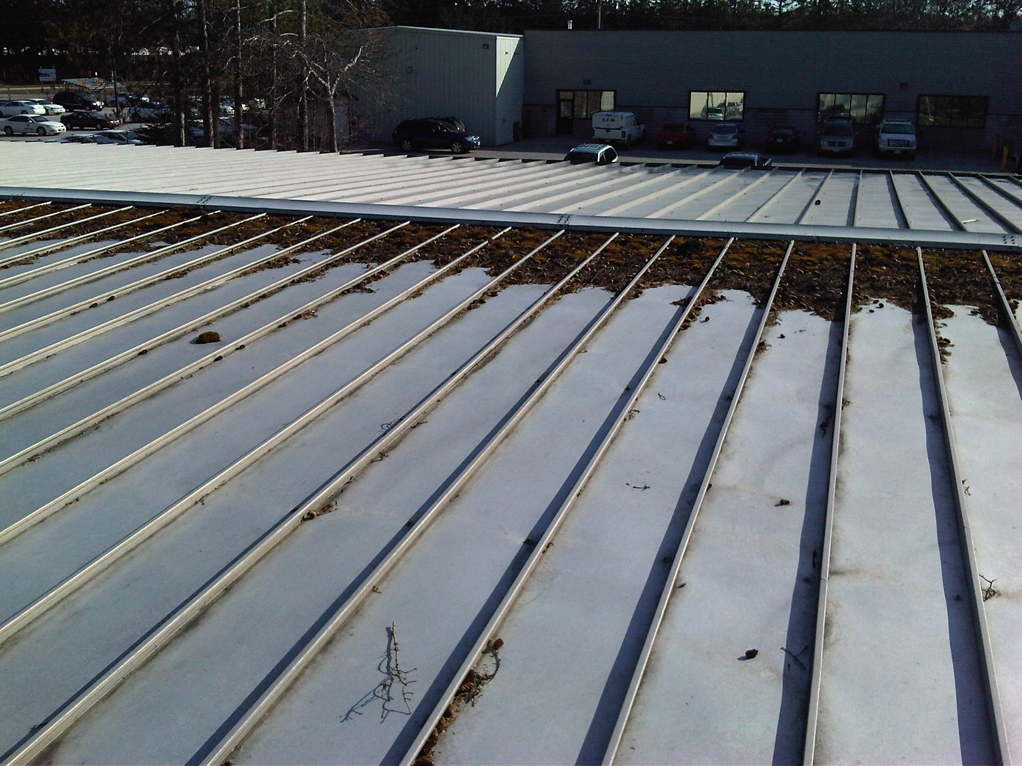 natural debris collecting on roof